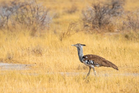Kori Bustard (Ardeotis kori) running through savannah, Etosha National Park, Namibia