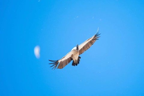 White-backed vulture (Gyps africanus), bird of prey flying, Etosha National Park, Namibia