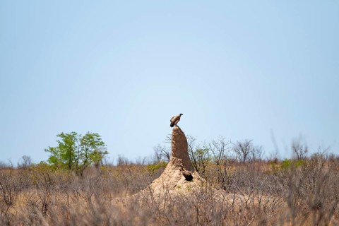 Vulture sitting on termite hill, Etosha National Park, Namibia