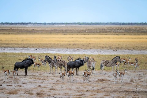 Zebras and wildebeests as well as springboks, Etosha National Park, Namibia