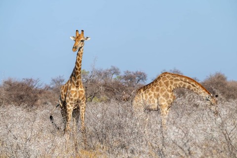 Two Angola giraffes (Giraffa giraffa angolensis), Etosha National Park, Namibia