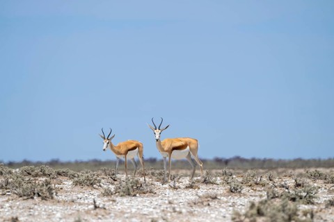 Springbok (Antidorcas marsupialis), Etosha National Park, Namibia
