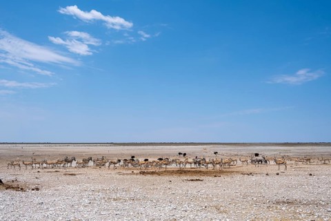Salt pan in Etosha National Park with animals, Namibia