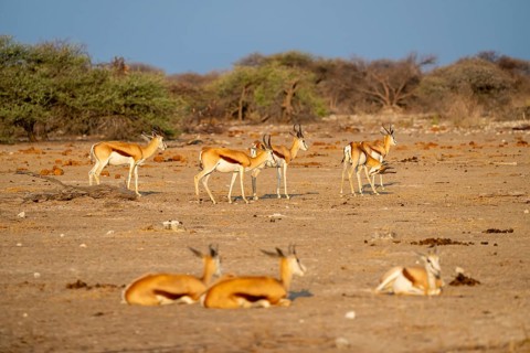 Impala (Aepyceros melampus), Etosha National Park, Namibia
