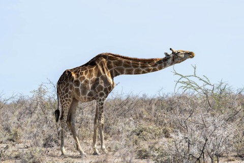 Angola giraffe (Giraffa giraffa angolensis) eating happily and with relish, Etosha National Park,