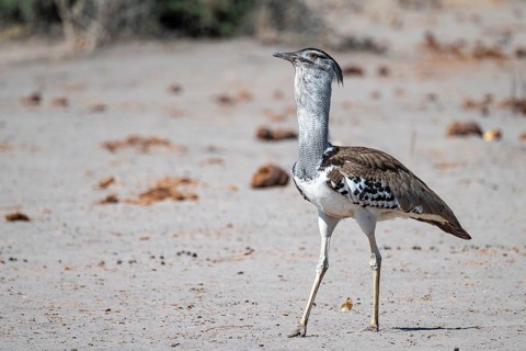 Kori Bustard (Ardeotis kori), Savuti, Chobe Nationalpark, Botswana