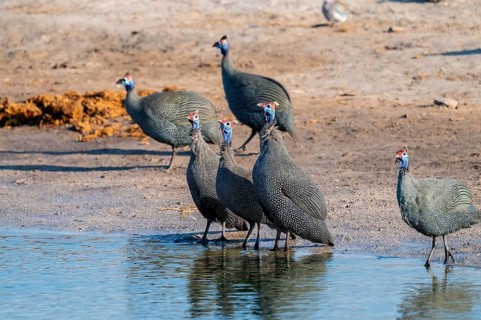 Helmeted guinea fowl (Numida meleagris), Savuti, Chobe Nationalpark, Botswana