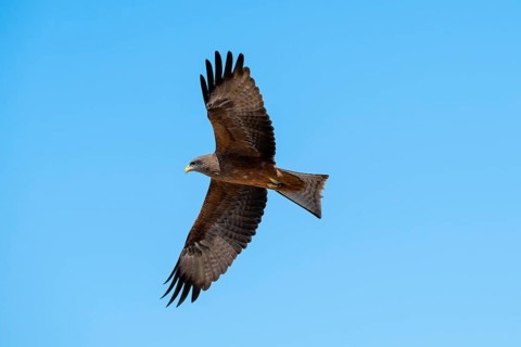 Black kite (Milvus migrans) flying against a blue sky, Savuti, Chobe Nationalpark, Botswana