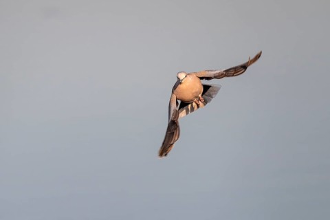 Eurasian collared dove (Streptopelia decaocto) in flight, Savuti, Chobe Nationalpark, Botswana