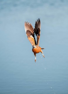 Burchell's sandgrouse (Pterocles burchelli) in flight, Savuti, Chobe Nationalpark, Botswana