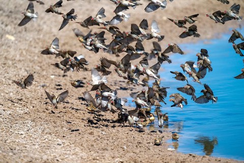 Swarm of sparrows in flight, Savuti, Chobe Nationalpark, Botswana