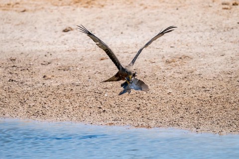 Black kite (Milvus migrans) hunting a dove in flight, Savuti, Chobe Nationalpark, Botswana