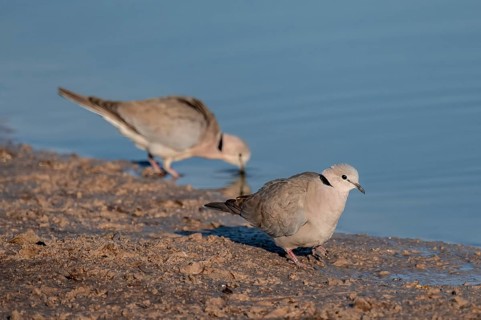 Eurasian collared dove (Streptopelia decaocto) at waterhole, Savuti, Chobe Nationalpark, Botswana