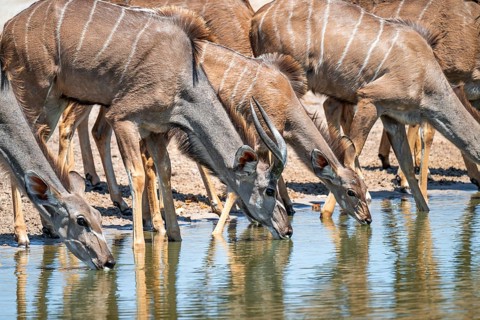 Female drinking at waterhole, Greater kudu (Tragelaphus strepsiceros), Savuti, Chobe National Park,