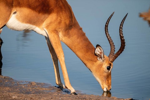 Impala (Aepyceros melampus) drinking at a waterhole, reflection, Savuti, Chobe National Park,