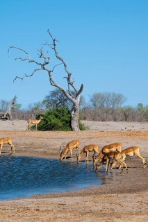 Impala (Aepyceros melampus) drinking at a waterhole, Savuti, Chobe National Park, Botswana