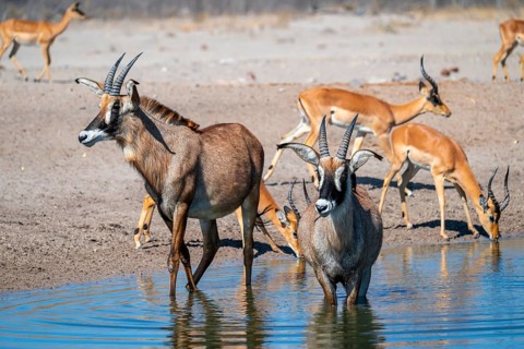 Roan antelope, roan antelope (Hippotragus equinus) drinking, Savuti, Chobe National Park, Botswana