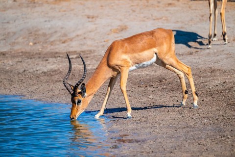 Impala (Aepyceros melampus) drinking at a waterhole, Savuti, Chobe National Park, Botswana
