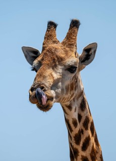 Cape giraffe (Giraffa giraffa giraffa) sticks out its tongue, funny, Savuti, Chobe National Park,