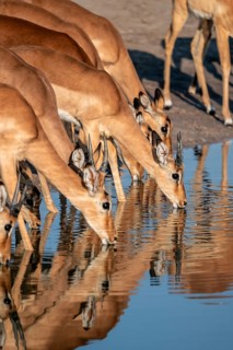 Impalas (Aepyceros melampus) drinking at the waterhole, beautiful picture with reflection, Savuti,