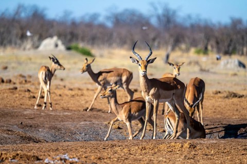 Impalas (Aepyceros melampus), Savuti, Chobe National Park, Botswana