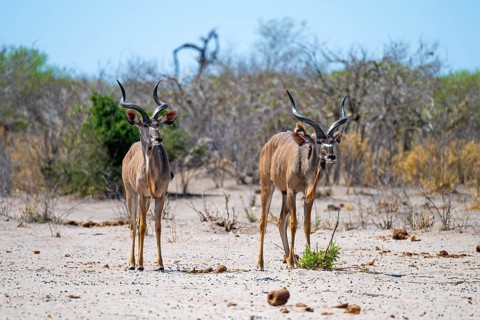 Greater kudu (Tragelaphus strepsiceros), Savuti, Chobe National Park, Botswana