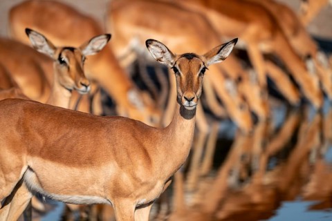 Animal portrait, Impala (Aepyceros melampus), Savuti, Chobe National Park, Botswana