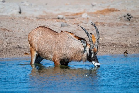 Roan antelope, roan antelope (Hippotragus equinus) drinking, Savuti, Chobe National Park, Botswana