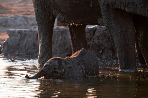 Herd of elephants, African elephant (Loxodonta africana) with young at the waterhole, sunset,