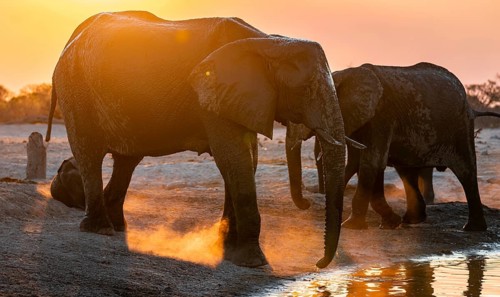 Herd of elephants, African elephant (Loxodonta africana) at the waterhole, sunset, Savuti, Chobe