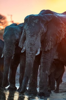 Herd of elephants, African elephant (Loxodonta africana) at the waterhole, sunset, Savuti, Chobe