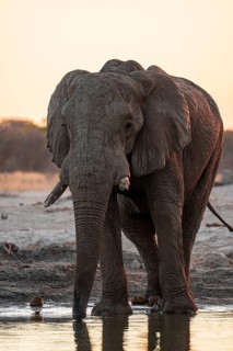 African elephant (Loxodonta africana) at the waterhole, sunset, Savuti, Chobe National Park,
