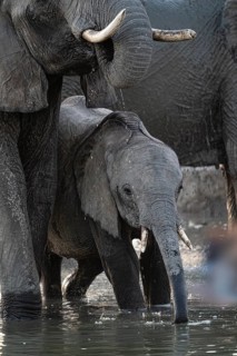 Herd of elephants, African elephant (Loxodonta africana) with young at the waterhole, sunset,