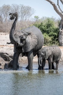 African elephant (Loxodonta africana) splashing itself with mud, Savuti, Chobe National Park,