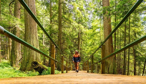 Tourist enjoying a sunny day walking on the hemlock grove boardwalk surrounded by lush green forest