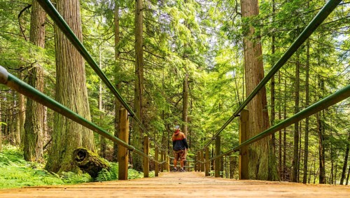 Wooden boardwalk with green metal railings crossing a lush forest with tall trees and ferns in