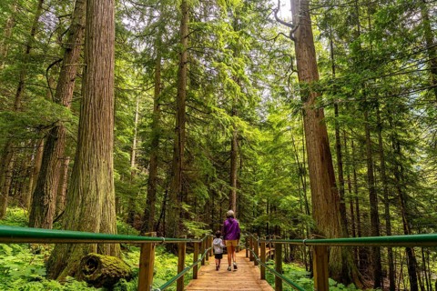 Mother and child are enjoying a leisurely stroll along the hemlock grove boardwalk, surrounded by