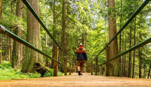Hiker walking on a wooden boardwalk surrounded by lush green forest and giant trees in hemlock