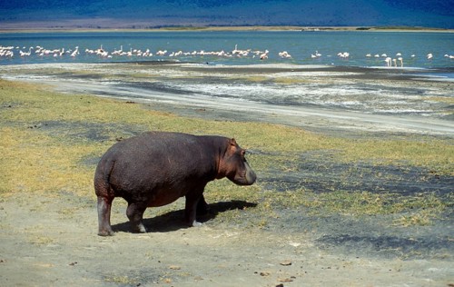 Hippopotamus (Hippopotamus amphibius) in the Ngorongoro Crater, Tanzania, Africa, June 2000,