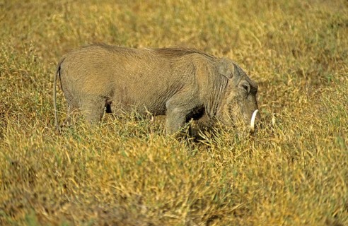 Warthog (Phacochoerus aethiopicus), Ngorongoro Crater, Tanzania, Africa, June 2000, vintage, retro,
