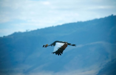 Crowned Crane (Balearica Pavonina) in flight, Ngorongoro Crater, Tanzania, Africa, June 2000,