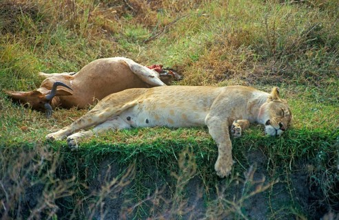 Lioness resting next to her prey, Ngorongoro Crater, Tanzania, Africa, June 2000, vintage, retro,