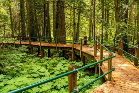 Sunlight filtering through the tall tree canopy illuminates a wooden boardwalk winding through lush