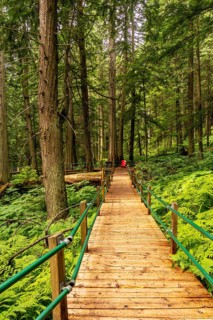 Wooden boardwalk winding through a vibrant hemlock grove in the canadian rockies, with lush ferns