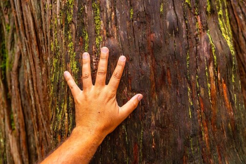 Open hand of a hiker touching the bark of a massive cedar tree along the giant cedars boardwalk