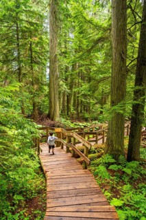Lush green forest with towering cedar trees and ferns enveloping a wooden boardwalk where a child