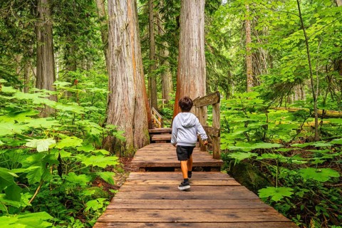 Young boy running on a wooden boardwalk through lush green forest with giant cedar trees, enjoying
