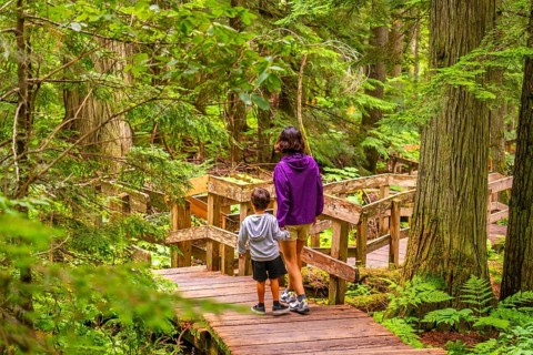 Two tourists holding hands while walking along a wooden boardwalk, surrounded by towering cedar