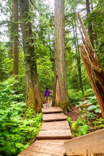 Female hiker walking on a wooden boardwalk path, enjoying the tranquility of a lush green forest
