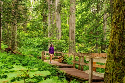 Female tourist walking in awe along the giant cedars boardwalk trail, surrounded by majestic